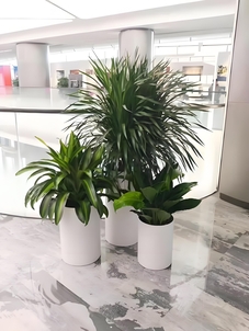 鄞州植物租摆哪家好